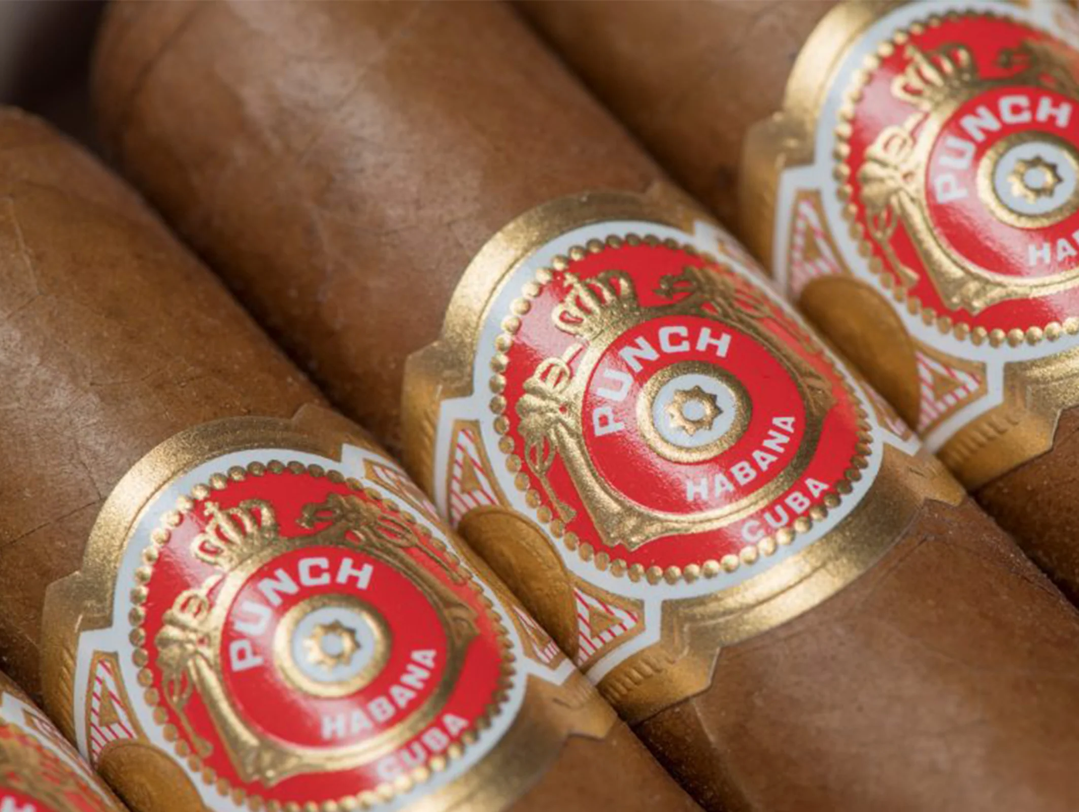 Punch Short de Punch Cigar - EGM Cigars